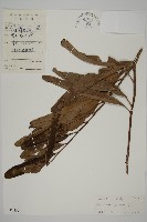 鹵蕨藏品圖，第1張