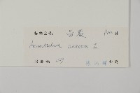 鹵蕨藏品圖，第2張