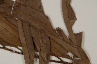 鹵蕨藏品圖，第3張