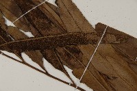 鹵蕨藏品圖，第4張