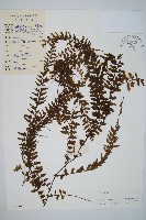 登錄號:P004095藏品圖，第1張