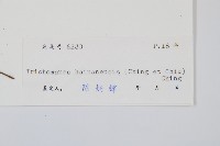 登錄號:P004095藏品圖，第2張