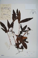 三裂線蕨藏品圖，第1張