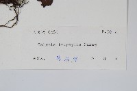 三裂線蕨藏品圖，第2張