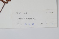 天草鳳尾蕨藏品圖，第2張