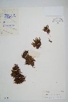 登錄號:P004098藏品圖，第1張