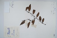 骨牌蕨藏品圖，第1張