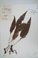 掌葉線蕨藏品圖，第1張