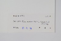 糙葉卷柏藏品圖，第2張