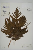 條裂三叉蕨藏品圖，第1張