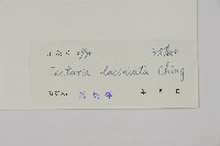 條裂三叉蕨藏品圖，第2張