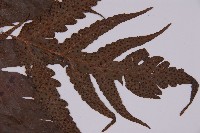 條裂三叉蕨藏品圖，第3張