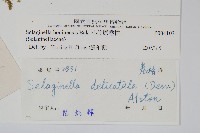 小笠原卷柏藏品圖，第2張