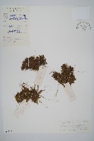 南洋假脈蕨藏品圖，第1張