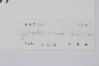 圓齒擬貫眾藏品圖，第2張