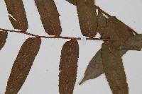 圓齒擬貫眾藏品圖，第3張