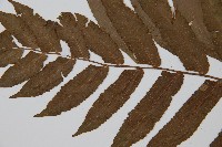 圓齒擬貫眾藏品圖，第4張