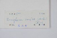 單葉新月蕨藏品圖，第2張