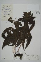 三叉蕨藏品圖，第1張