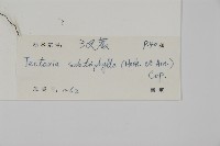 三叉蕨藏品圖，第2張