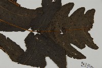 三叉蕨藏品圖，第3張