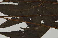 三叉蕨藏品圖，第4張