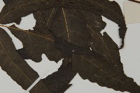 三叉蕨藏品圖，第5張