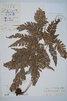 中華複葉耳蕨藏品圖，第1張