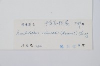 中華複葉耳蕨藏品圖，第2張