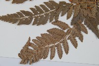 中華複葉耳蕨藏品圖，第3張