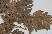 中華複葉耳蕨藏品圖，第4張