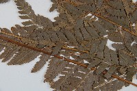 中華複葉耳蕨藏品圖，第5張