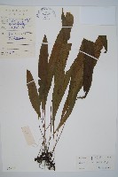 單葉雙蓋蕨藏品圖，第1張