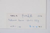 單葉雙蓋蕨藏品圖，第2張