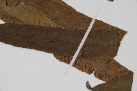 單葉雙蓋蕨藏品圖，第3張