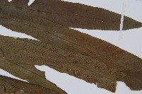 單葉雙蓋蕨藏品圖，第4張