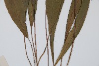 單葉雙蓋蕨藏品圖，第5張