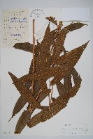 大羽葉新月蕨藏品圖，第1張