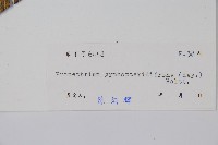 大羽葉新月蕨藏品圖，第2張