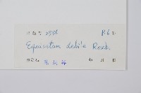 芼管草藏品圖，第2張