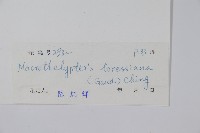 普通針毛蕨藏品圖，第2張