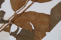 細柄雙蓋蕨藏品圖，第4張