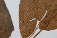 細柄雙蓋蕨藏品圖，第5張