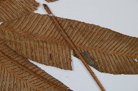 細柄雙蓋蕨藏品圖，第6張