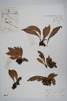 水芋葉車前、美葉車前蕨藏品圖，第1張