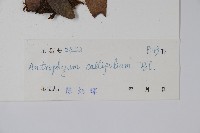 水芋葉車前、美葉車前蕨藏品圖，第2張