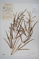 箭葉鳳尾蕨藏品圖，第1張