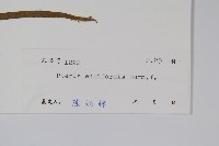 箭葉鳳尾蕨藏品圖，第2張