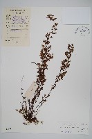 毛軸碎米蕨藏品圖，第1張