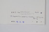 毛軸碎米蕨藏品圖，第2張